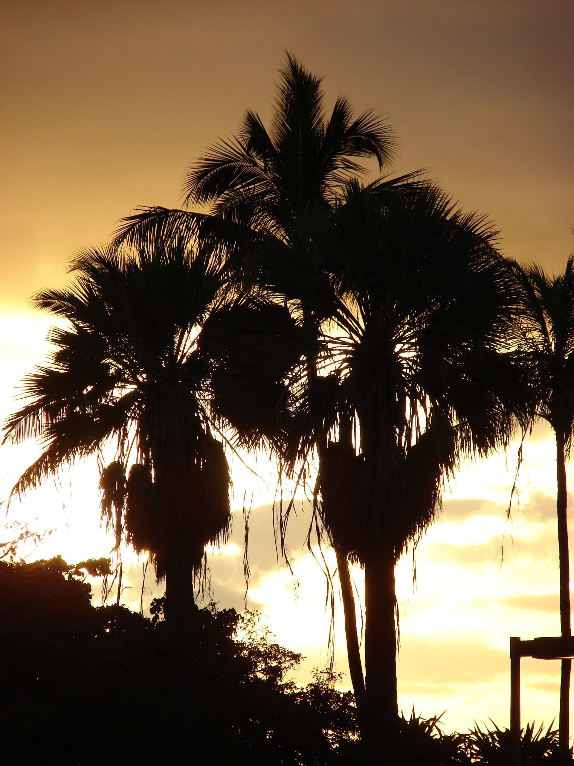Ala Moana Beach Park, Honolulu, Oahu — green lawn and calm waters at sunrise