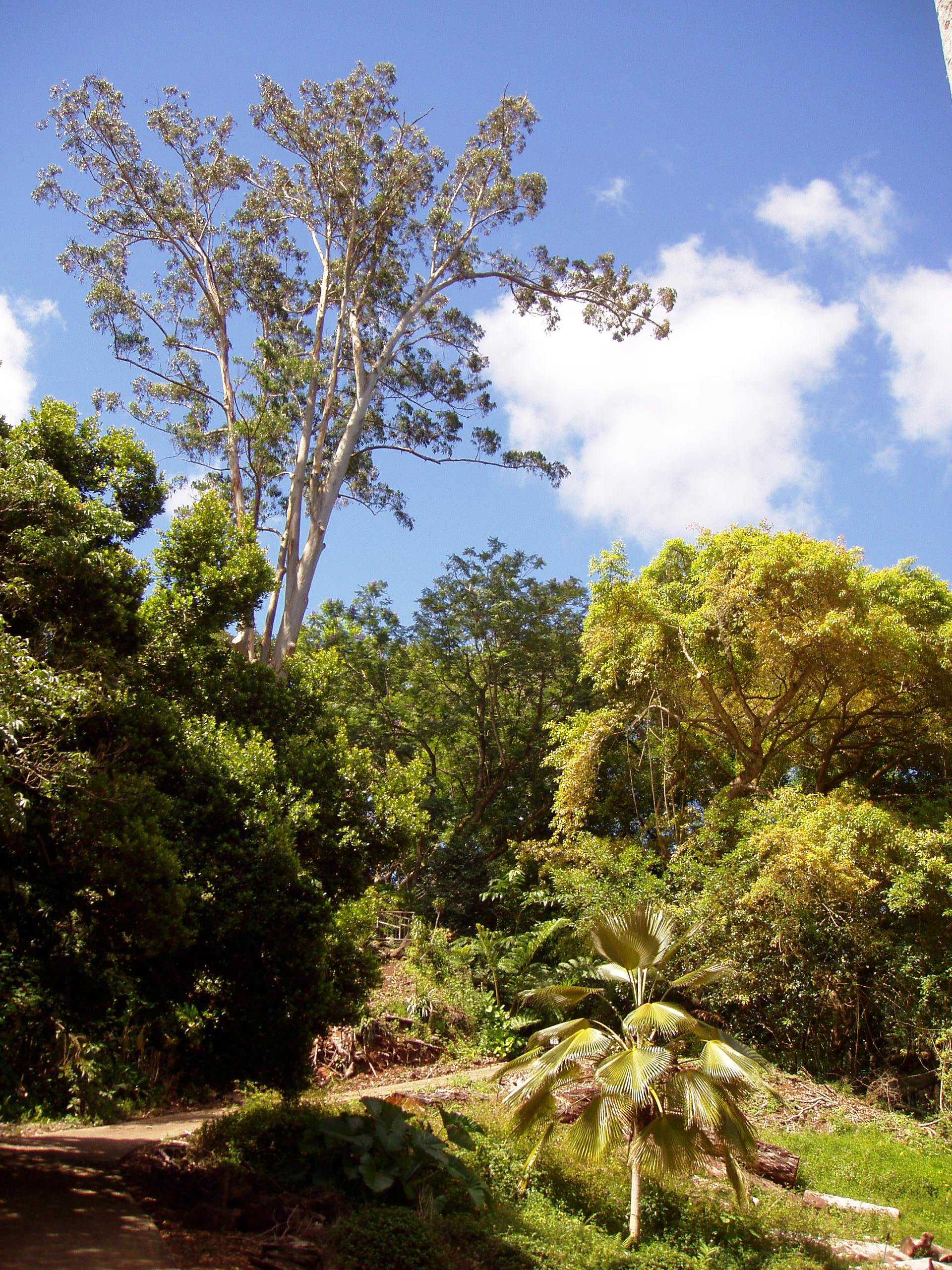Wahiawa Botanical Garden, Oahu — lush tropical ravine with towering trees and fern-covered paths