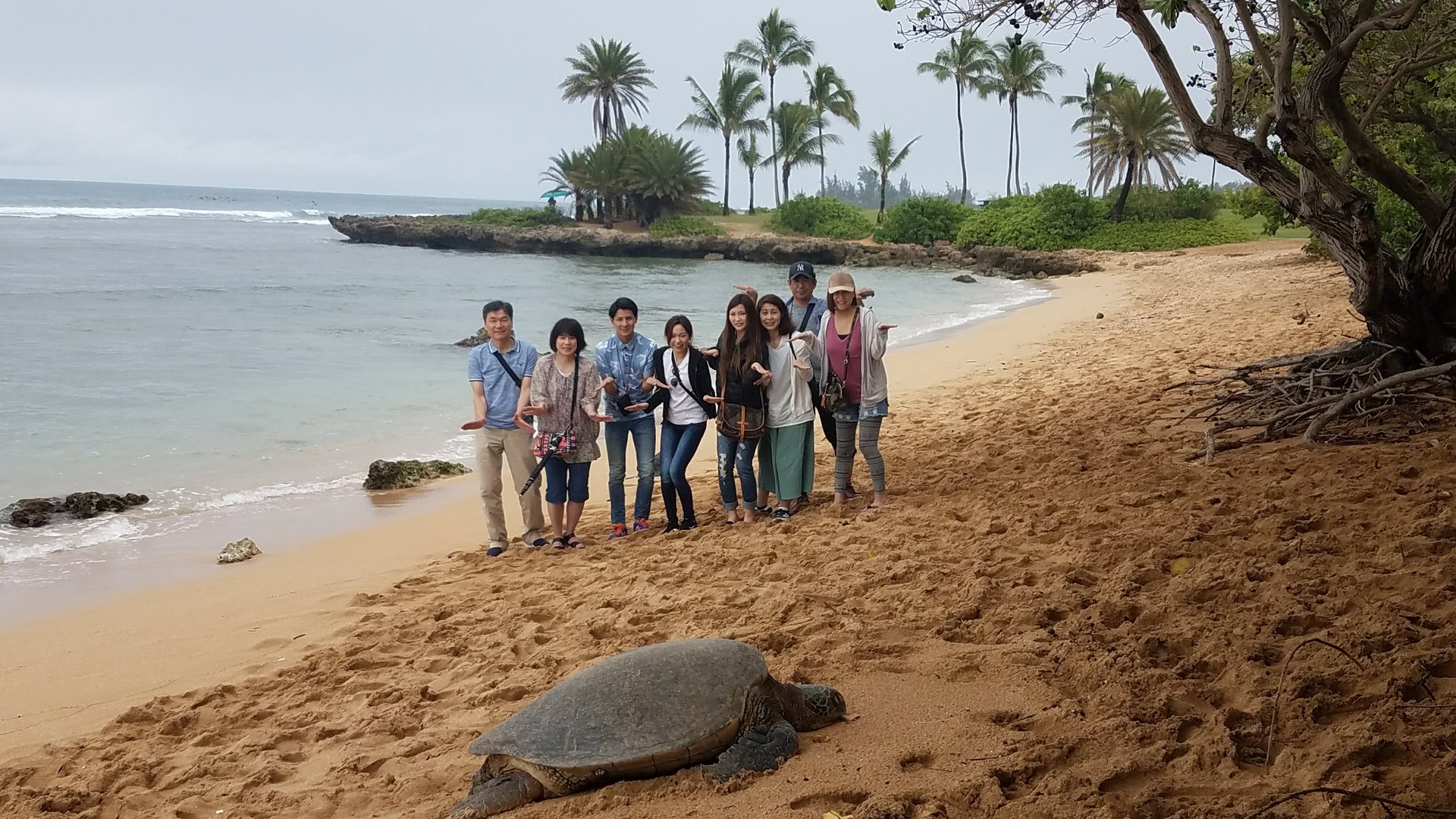 Hawaiian Green Sea Turtles basking at Laniakea Beach, Oahu
